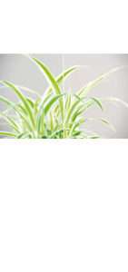 glastuer_loft_float_extraweiss_ornamenttueren