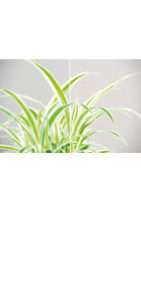 glastuer_loft_float_klart_ornamenttueren