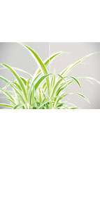 glastuer_loft_float_klart_ornamenttueren