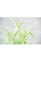 glastuer_loft_mastercarre_weiss_ornamenttueren