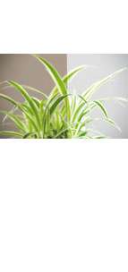 glastuer_loft_parsol_bronce_ornamenttueren