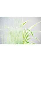 glastuer_loft_silvit_weiss_ornamenttueren